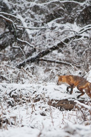 Обои деревья, снег, зима, лиса, лисица, животное, ray hennessy, trees, snow, winter, fox, animal разрешение 3415x2272 Загрузить