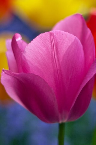Обои цветы, природа, лепестки, сад, весна, тюльпаны, ричард флетчер, flowers, nature, petals, garden, spring, tulips, richard fletcher разрешение 3534x1988 Загрузить