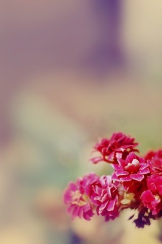 Обои цветы, размытость, букет, розовые, flowers, blur, bouquet, pink разрешение 1920x1080 Загрузить