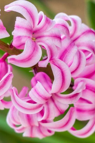 Обои макро, цветок, розовый, гиацинт, macro, flower, pink, hyacinth разрешение 2048x1368 Загрузить