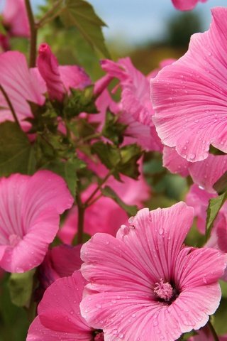Обои цветы, розовые, мальва, flowers, pink, mallow разрешение 2880x1800 Загрузить