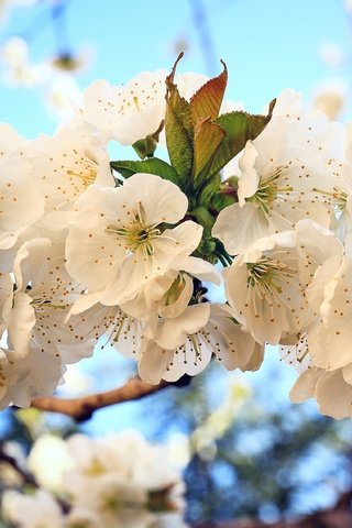 Обои цветы, цветение, весна, вишня, flowers, flowering, spring, cherry разрешение 4000x2282 Загрузить