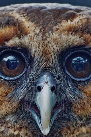 Обои глаза, сова, птица, клюв, перья, eyes, owl, bird, beak, feathers разрешение 3369x3028 Загрузить