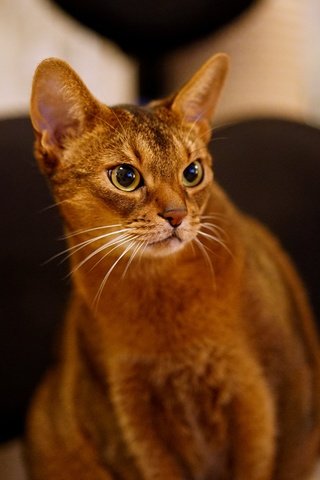 Обои кот, кошка, взгляд, животное, абиссинская, cat, look, animal, abyssinian разрешение 5147x3427 Загрузить