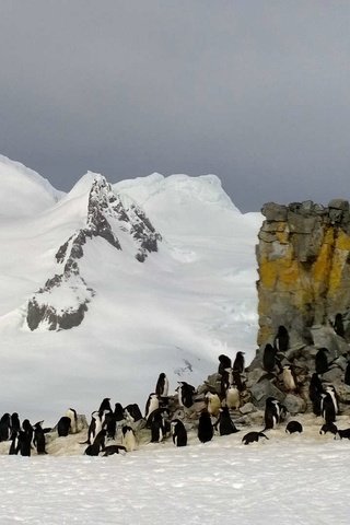 Обои скалы, антарктида, пингвины, rocks, antarctica, penguins разрешение 1920x1080 Загрузить