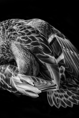 Обои арт, фон, чёрно-белое, птица, перья, art, background, black and white, bird, feathers разрешение 3277x2592 Загрузить