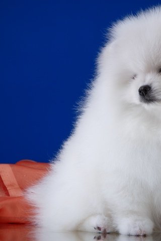 Обои пушистый, белый, собака, шпиц, fluffy, white, dog, spitz разрешение 3000x2048 Загрузить