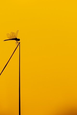 Обои насекомое, фон, цвет, стрекоза, стебель, insect, background, color, dragonfly, stem разрешение 2048x1308 Загрузить