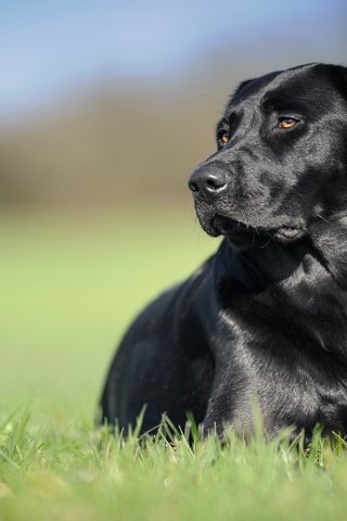 Обои трава, фон, черный, собака, лабрадор-ретривер, grass, background, black, dog, labrador retriever разрешение 5035x2832 Загрузить