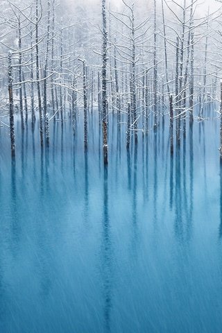 Обои деревья, вода, отражение, пейзаж, иней, наводнение, trees, water, reflection, landscape, frost, flood разрешение 1920x1200 Загрузить