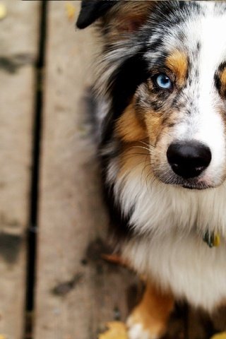 Обои мордочка, взгляд, собака, голубые глаза, австралийская овчарка, muzzle, look, dog, blue eyes, australian shepherd разрешение 1920x1270 Загрузить