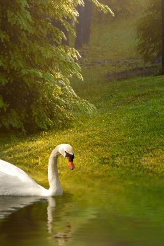 Обои трава, водоем, птица, пруд, лебедь, grass, pond, bird, swan разрешение 1920x1200 Загрузить