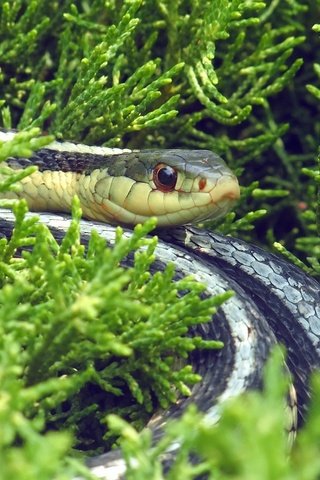 Обои трава, природа, змея, рептилия, пресмыкающееся, grass, nature, snake, reptile разрешение 1920x1080 Загрузить