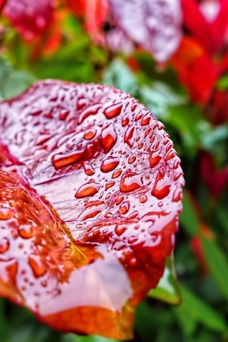 Обои вода, зелень, макро, капли, осень, лист, растение, капли дождя, water, greens, macro, drops, autumn, sheet, plant, raindrops разрешение 3840x2160 Загрузить