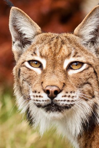 Обои глаза, рысь, взгляд, хищник, дикая кошка, eyes, lynx, look, predator, wild cat разрешение 1920x1200 Загрузить