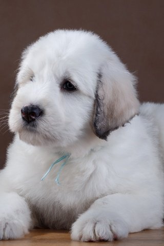 Обои белый, собака, щенок, лабрадор, ретривер, южнорусская овчарка, white, dog, puppy, labrador, retriever, the south russian shepherd dog разрешение 3000x1898 Загрузить