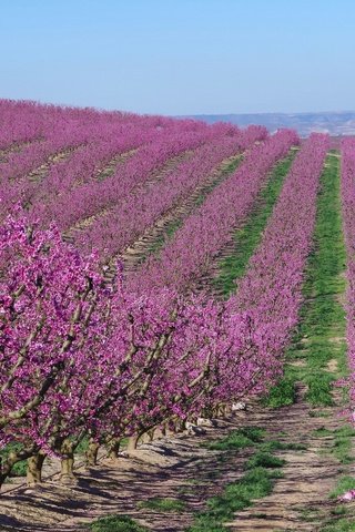 Обои цветение, сад, весна, испания, абрикосы, flowering, garden, spring, spain, apricots разрешение 2048x1229 Загрузить