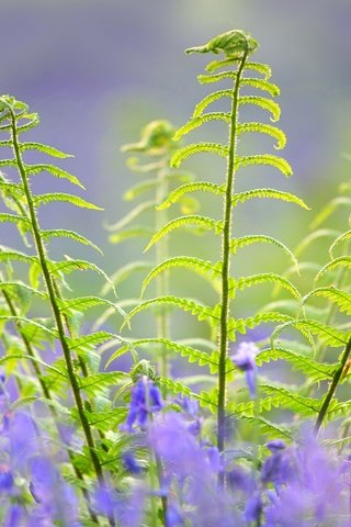 Обои цветы, макро, весна, колокольчики, папоротник, flowers, macro, spring, bells, fern разрешение 2048x1408 Загрузить