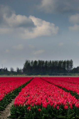 Обои небо, цветы, деревья, поле, горизонт, тюльпаны, the sky, flowers, trees, field, horizon, tulips разрешение 2667x1440 Загрузить