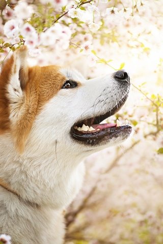 Обои цветы, собака, весна, ame, сиба-ину, dackelpuppy, flowers, dog, spring, shiba inu разрешение 2048x1367 Загрузить