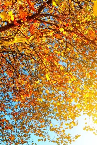 Обои небо, деревья, солнце, листья, ветки, осень, the sky, trees, the sun, leaves, branches, autumn разрешение 3840x1600 Загрузить