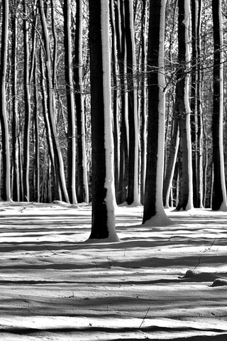 Обои деревья, снег, лес, зима, чёрно-белое, trees, snow, forest, winter, black and white разрешение 2560x1696 Загрузить