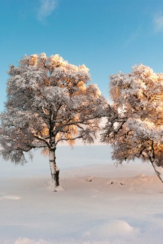 Обои небо, деревья, снег, зима, утро, мороз, the sky, trees, snow, winter, morning, frost разрешение 2500x1674 Загрузить