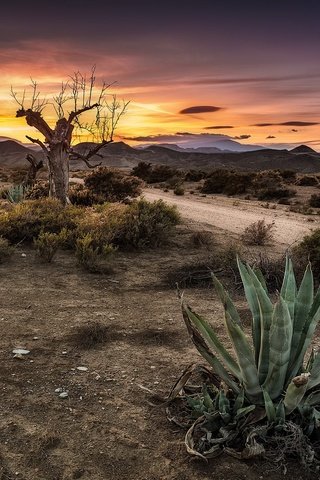 Обои небо, дорога, дерево, закат, кактус, the sky, road, tree, sunset, cactus разрешение 2048x1221 Загрузить