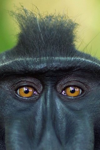 Обои глаза, взгляд, обезьяна, индонезия, примат, павиан, хохлатый павиан, сулавеси, eyes, look, monkey, indonesia, the primacy of, baboon, crested baboon, sulawesi разрешение 1920x1080 Загрузить