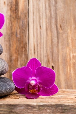 Обои цветы, камни, орхидея, flowers, stones, orchid разрешение 4768x3178 Загрузить