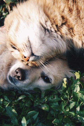 Обои природа, кошка, собака, друзья, лежа, nature, cat, dog, friends, lying разрешение 2896x1704 Загрузить