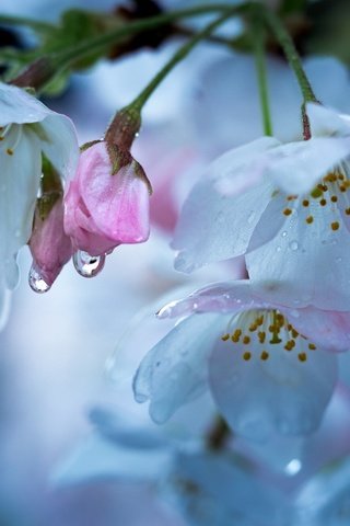 Обои цветение, макро, капли, весна, вишня, flowering, macro, drops, spring, cherry разрешение 2048x1280 Загрузить