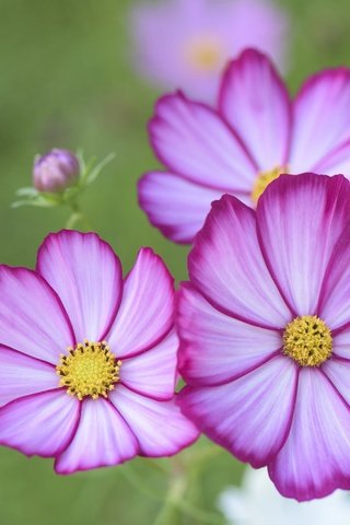 Обои цветы, макро, лепестки, боке, космея, flowers, macro, petals, bokeh, kosmeya разрешение 2048x1367 Загрузить