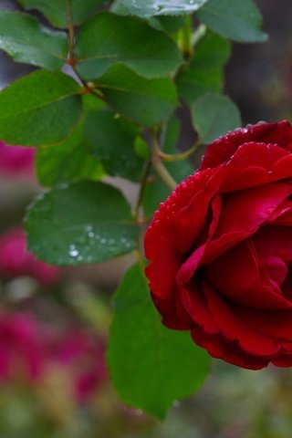 Обои макро, цветок, капли, роза, бордовый, macro, flower, drops, rose, burgundy разрешение 2048x1371 Загрузить