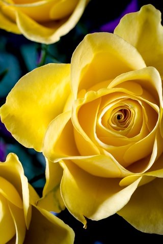 Обои цветы, макро, розы, лепестки, желтые, flowers, macro, roses, petals, yellow разрешение 3000x2000 Загрузить