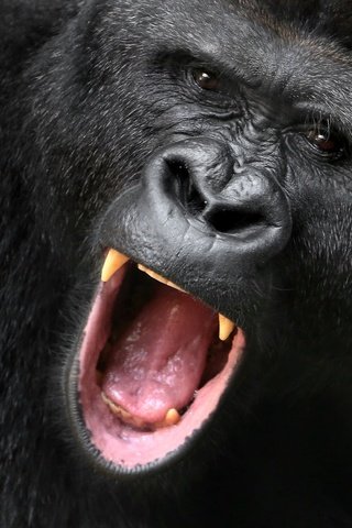 Обои обезьяна, крик, горилла, monkey, creek, gorilla разрешение 2048x1356 Загрузить