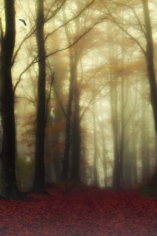 Обои деревья, природа, лес, туман, trees, nature, forest, fog разрешение 2048x1198 Загрузить