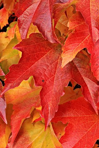Обои природа, листья, листва, осень, лист, клен, nature, leaves, foliage, autumn, sheet, maple разрешение 6000x4000 Загрузить
