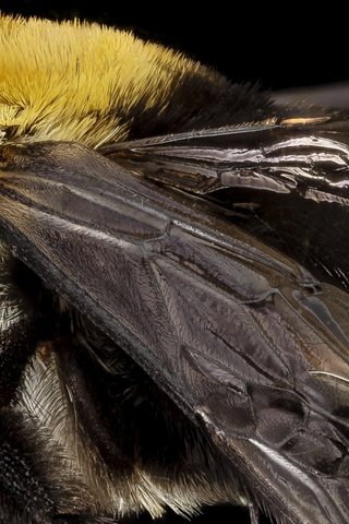 Обои природа, макро, насекомое, крылья, пчела, крупным планом, nature, macro, insect, wings, bee, closeup разрешение 3593x1600 Загрузить