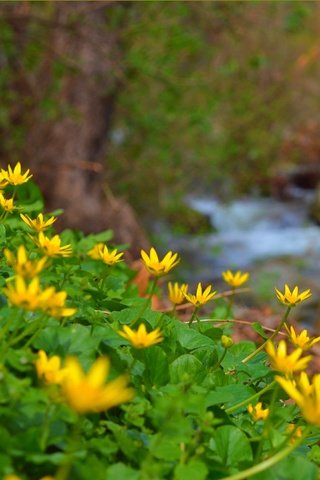 Обои цветы, природа, ручей, весна, лютик, желтые цветы, flowers, nature, stream, spring, buttercup, yellow flowers разрешение 3004x1905 Загрузить