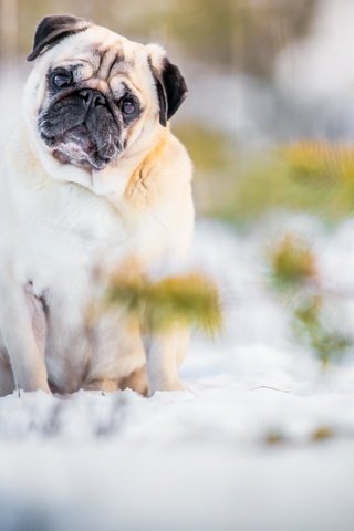 Обои снег, природа, мордочка, взгляд, собака, лапки, мопс, snow, nature, muzzle, look, dog, legs, pug разрешение 1920x1117 Загрузить