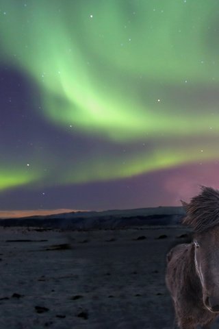 Обои природа, северное сияние, лошади, исландские лошади, nature, northern lights, horse, icelandic horses разрешение 2560x1705 Загрузить