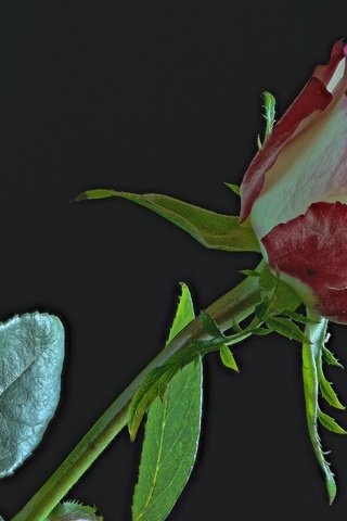 Обои цветок, роза, бутон, черный фон, пестрый, flower, rose, bud, black background, motley разрешение 2000x1318 Загрузить