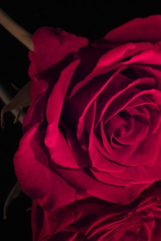 Обои отражение, цветок, роза, красная, бутон, черный фон, reflection, flower, rose, red, bud, black background разрешение 2400x1556 Загрузить
