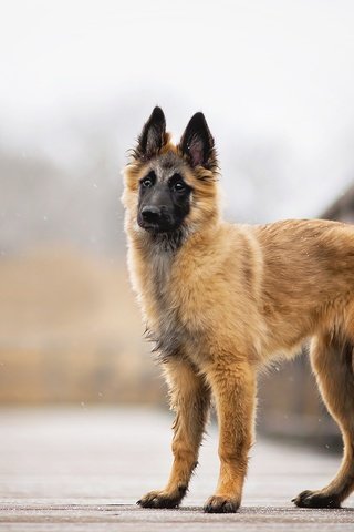 Обои снег, мост, собака, faye, малинуа, бельгийская овчарка, snow, bridge, dog, malinois, belgian shepherd разрешение 2048x1314 Загрузить