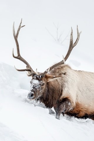 Обои снег, природа, олень, животное, рога, snow, nature, deer, animal, horns разрешение 2048x1365 Загрузить