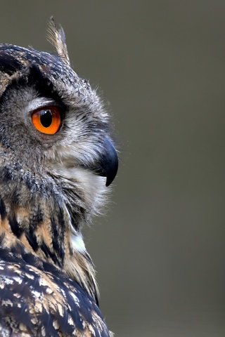 Обои сова, фон, профиль, птица, клюв, перья, owl, background, profile, bird, beak, feathers разрешение 3730x2105 Загрузить