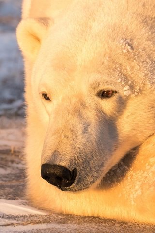 Обои свет, портрет, медведь, белый медведь, задумался, light, portrait, bear, polar bear, thought разрешение 2500x1586 Загрузить