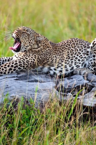 Обои трава, леопард, африка, большая кошка, потягивается, grass, leopard, africa, big cat, stretching разрешение 2500x1667 Загрузить