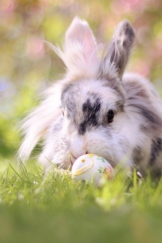 Обои трава, природа, кролик, животное, пасха, яйца, grass, nature, rabbit, animal, easter, eggs разрешение 2048x1365 Загрузить